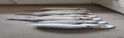 Ragdoll cats for sale: Beautiful fluffy white Ragdoll kittens! - Advert 7