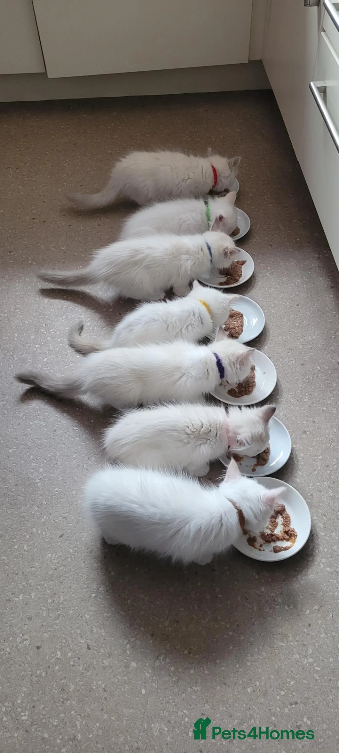 Ragdoll cats for sale: Beautiful fluffy white Ragdoll kittens! - Advert 7