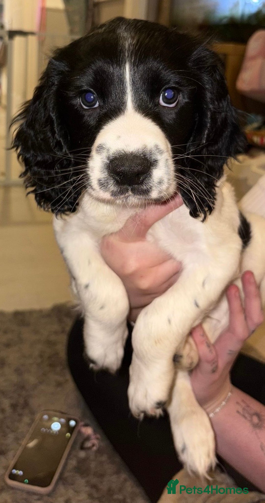 English Springer Spaniel dogs for sale: Beautiful Springer Boys - Advert 3