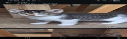 Bengal cats for sale: Bengal mix babies READY FROM MONDAY - Advert 2
