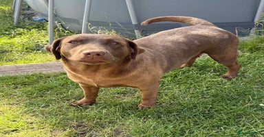 Labrador Retriever dogs - Advert 6