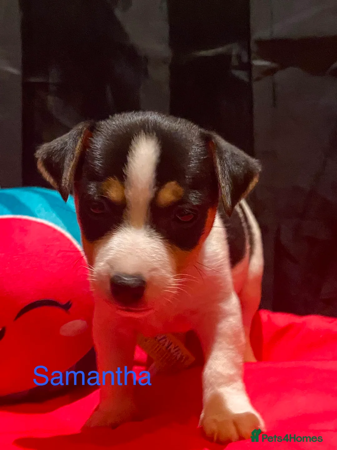 Jack Russell dogs for sale: Miniature Jack Russell  - Advert 2
