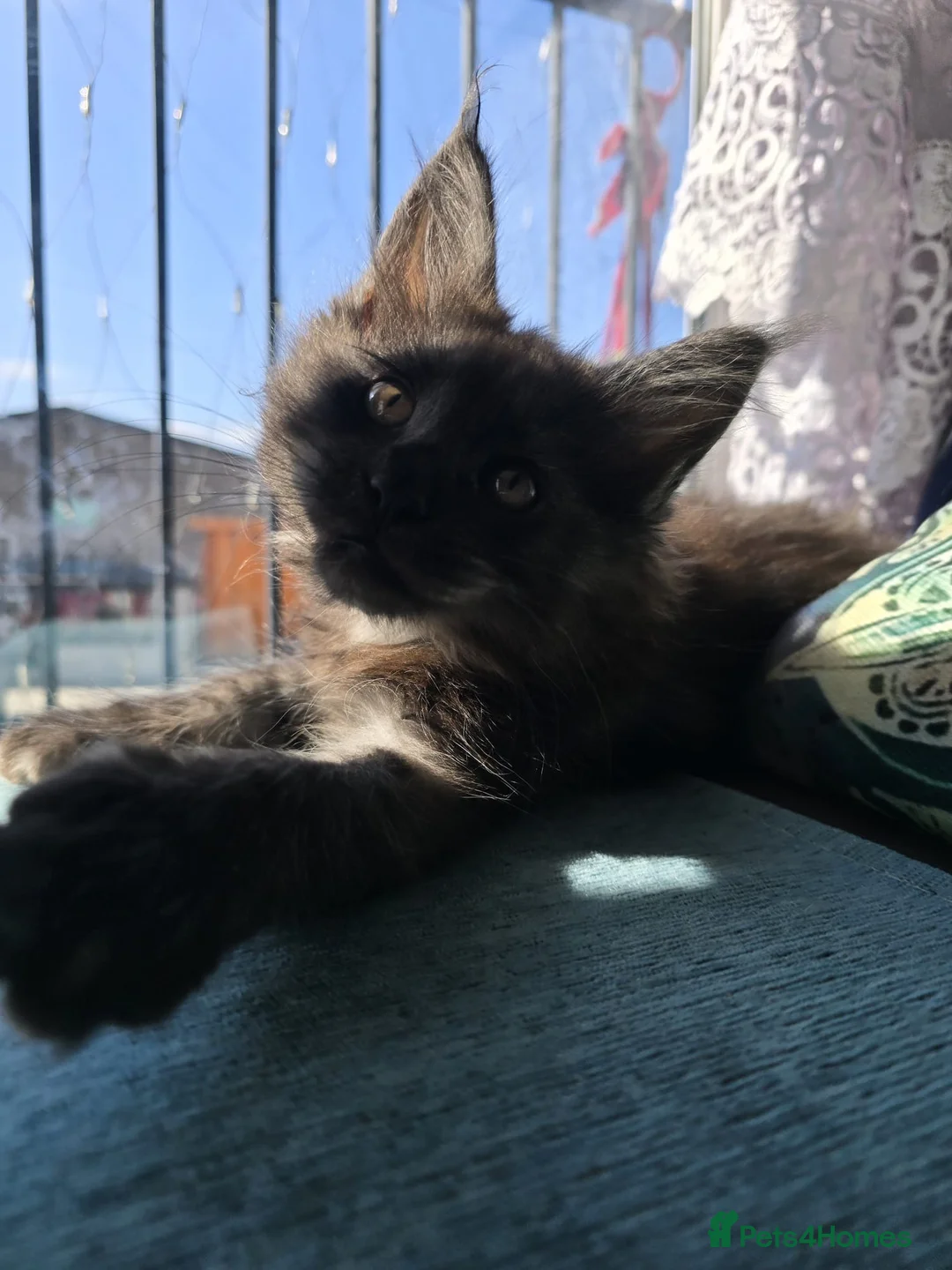 Maine Coon cats for sale: TICA registered Maine Coon kittens ! in Boston - Advert 4