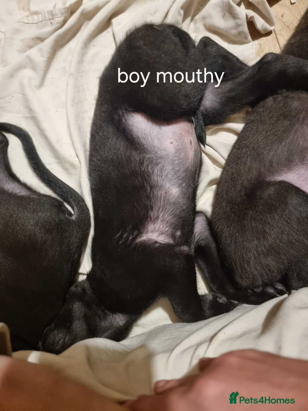 Belgian Shepherd Dog dogs for sale: BELGIAN MALINOIS PUPPIES  - Image 6