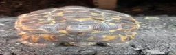 Tortoise reptiles for sale: Bells hingeback tortoise in Leeds - Advert 12
