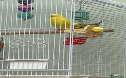 Budgerigars birds for sale: 2 Male Budgies - Image 3