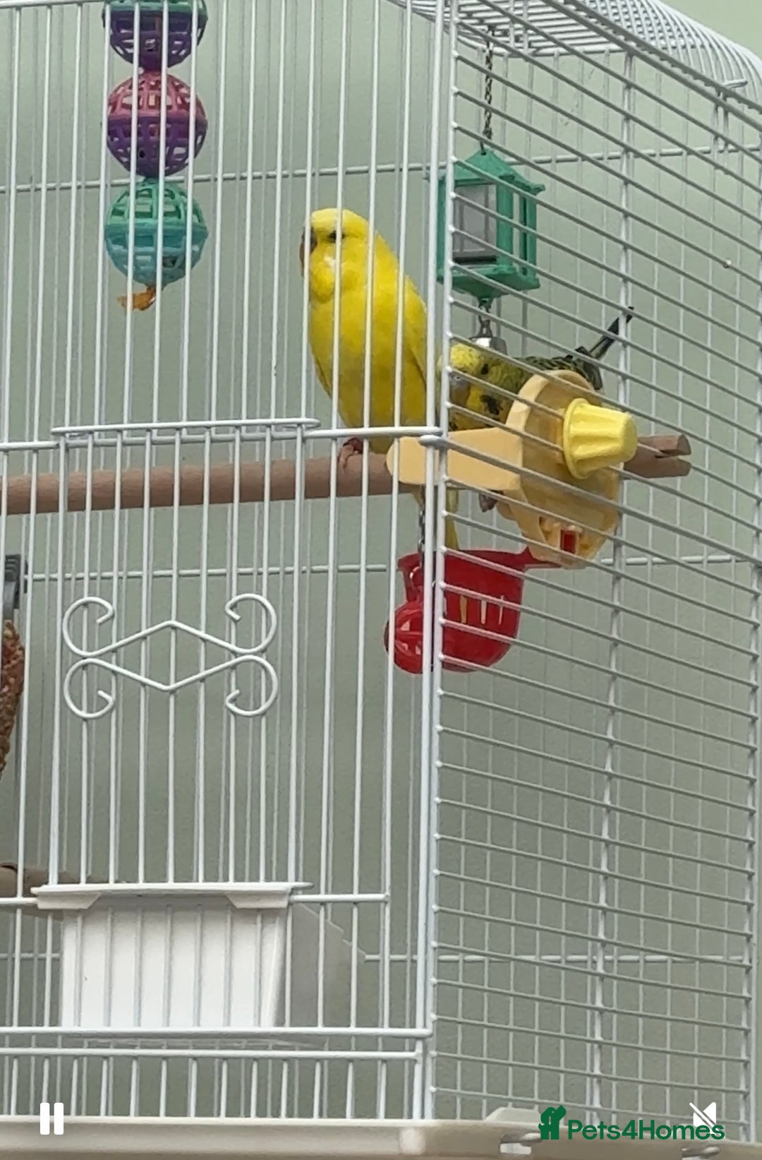 Budgerigars birds for sale: 2 Male Budgies - Image 3