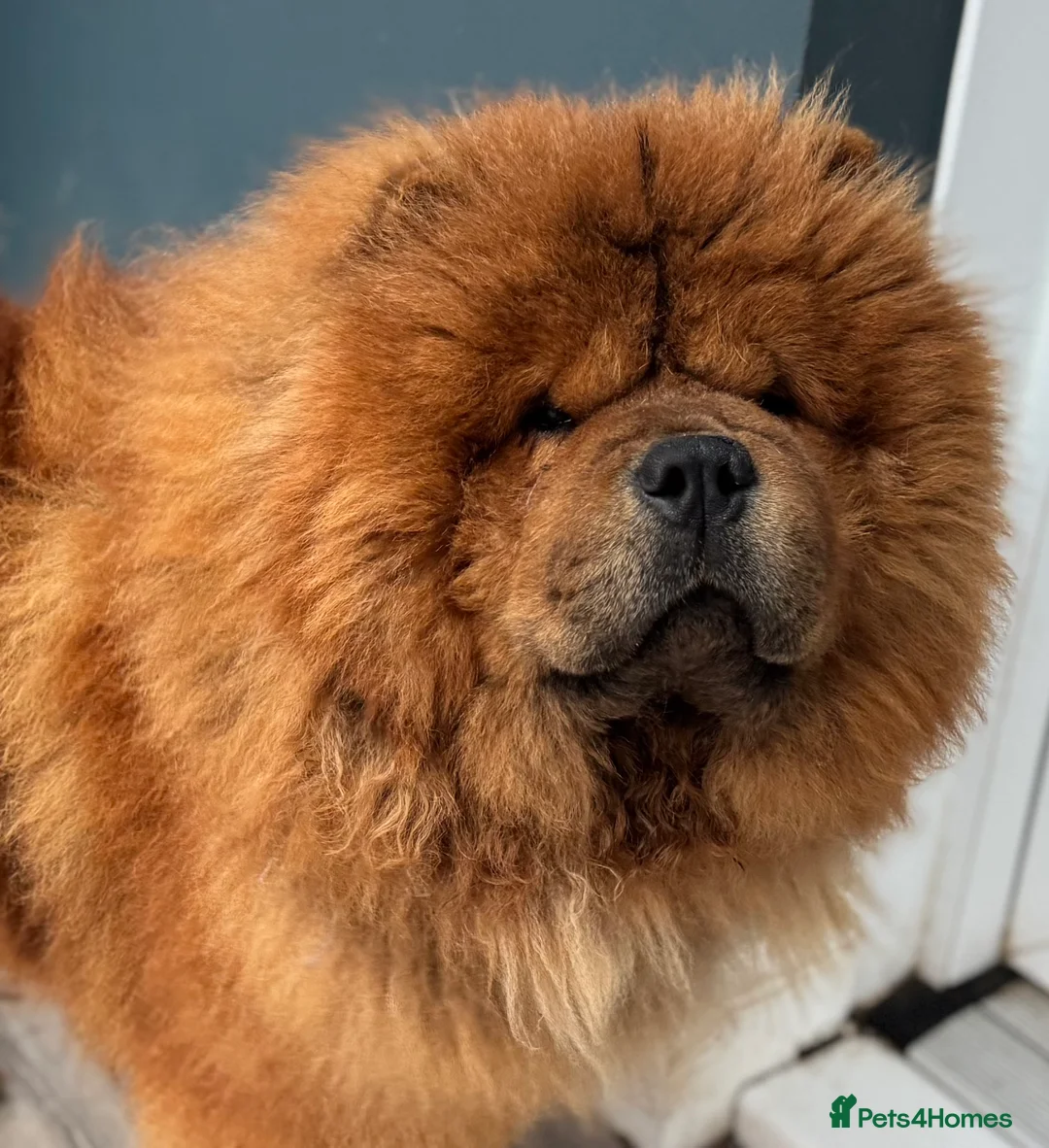 Chow Chow dogs for stud: Welcome to our superb stud team  - Advert 9