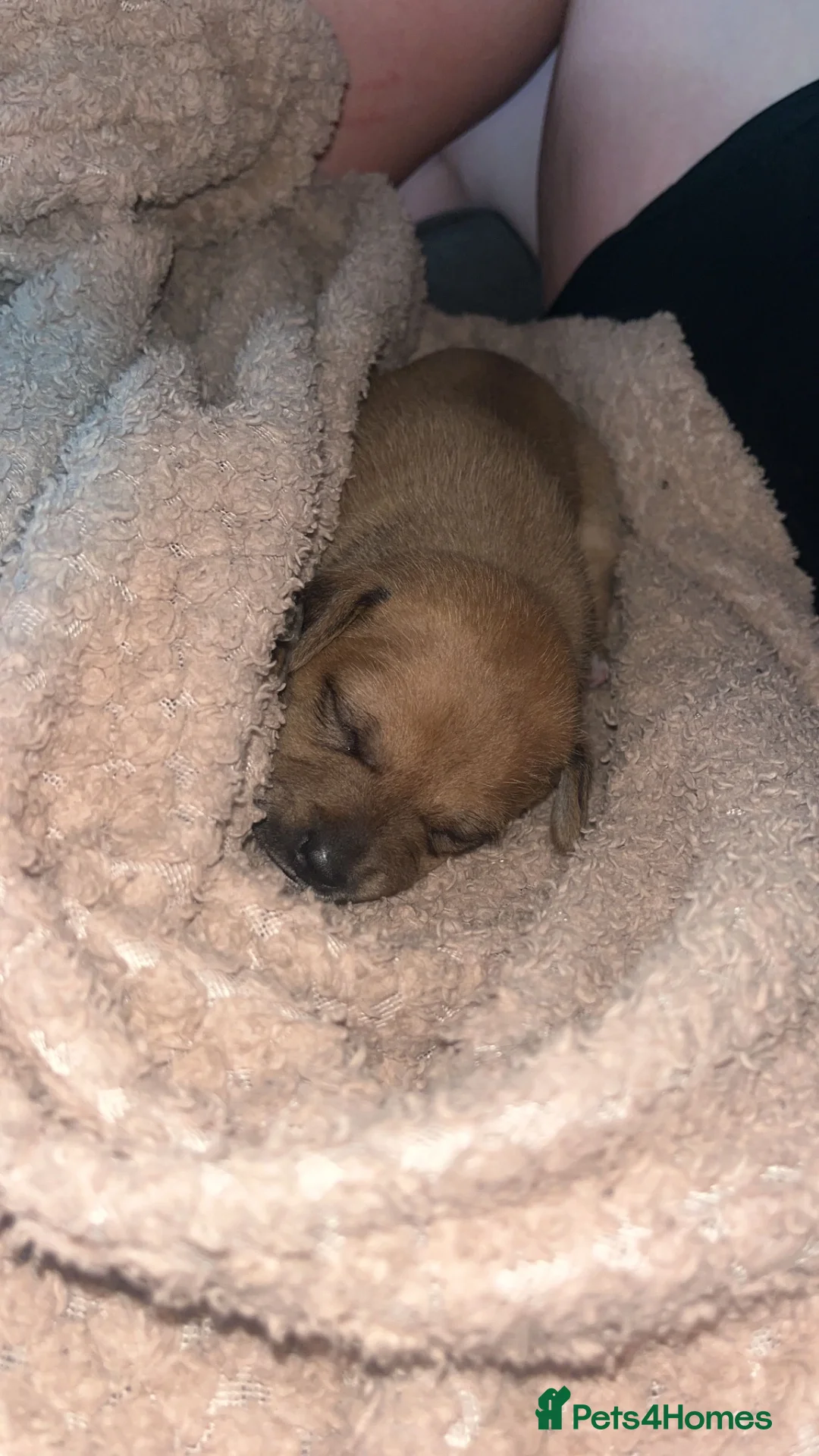 Jack Chi dogs for sale: 2 boys available  - Advert 9