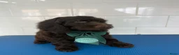 Cockapoo dogs for sale: ***Reduced*** the last 3 Cockapoo babies  in Coalville - Advert 4