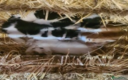 Mixed Breed cats for sale: Beautiful Farm kittens  - Image 18