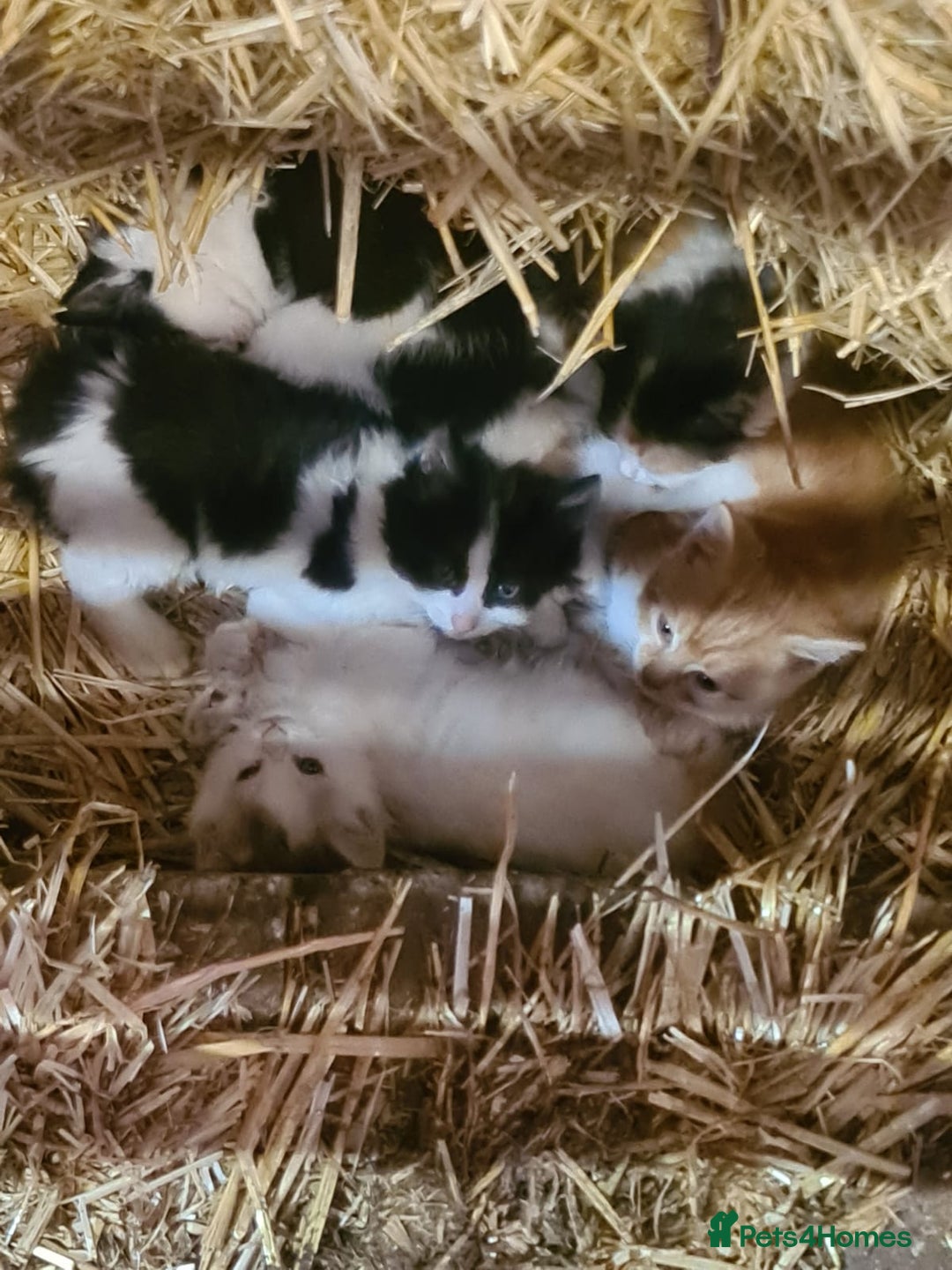 Mixed Breed cats for sale: Beautiful Farm kittens  - Image 18