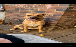 Mixed Breed dogs for sale: Akita cross - Image 1