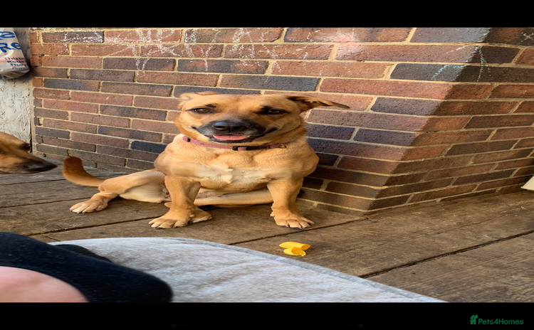 Mixed Breed dogs - Advert 4