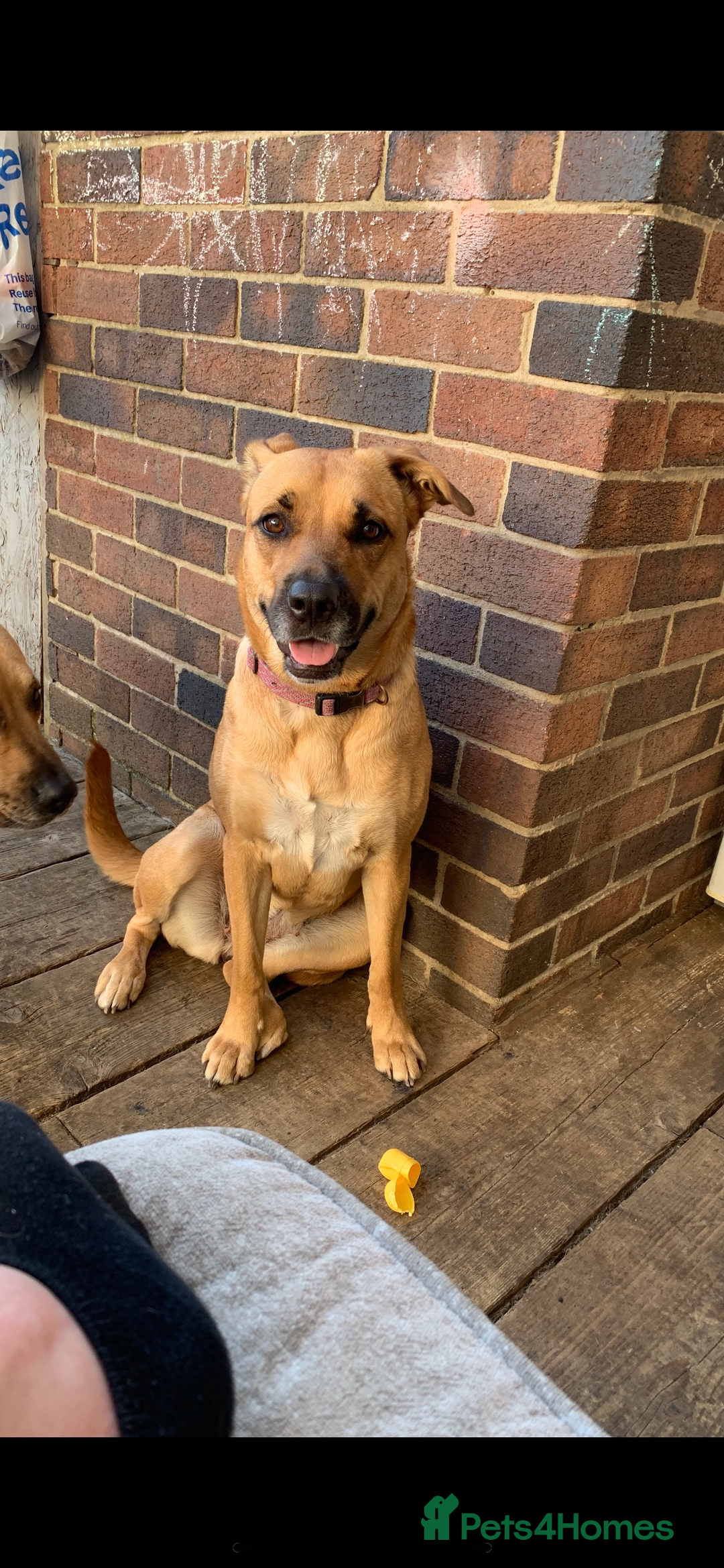 Mixed Breed dogs for sale: Akita cross - Image 1