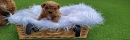 Toy Poodle dogs for sale: Gorgeous Toy poodle Puppies - 2 girls and 1 boy  in Dagenham - Advert 17