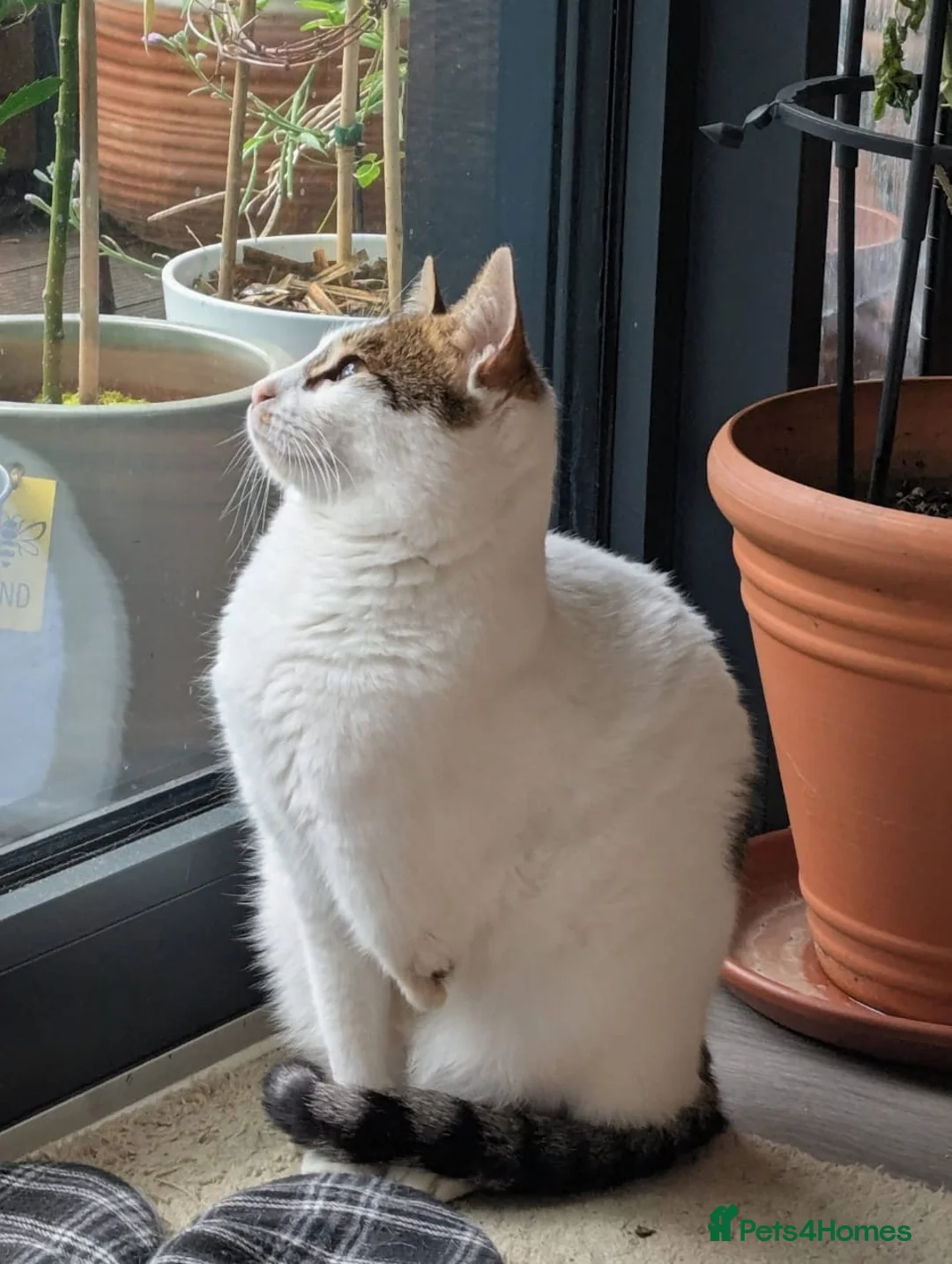 Mixed Breed cats for adoption: ANAKIN -HAPPY CAT WITH DOG -CALM -  INTELLIGENT - Advert 5