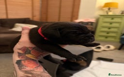 Cane Corso dogs for sale: Large Cane Corso pups - Advert 3