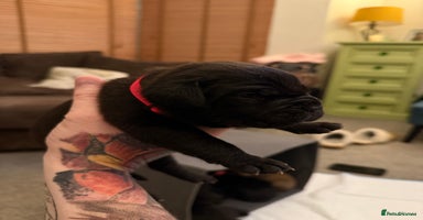 Cane Corso dogs Large Cane Corso pups - Advert 3