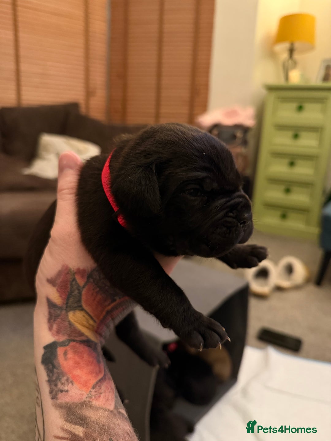 Cane Corso dogs for sale: Large Cane Corso pups - Advert 3