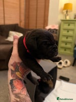 Cane Corso dogs Large Cane Corso pups - Advert 4