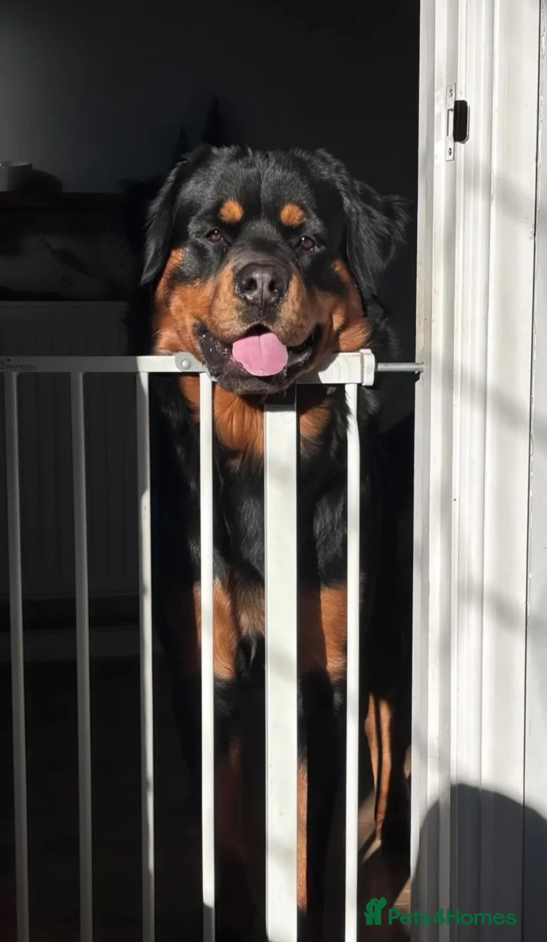 Bernese Mountain Dog dogs for stud: Rottweiler 3/4 and 1/4 Bernese  - Advert 2