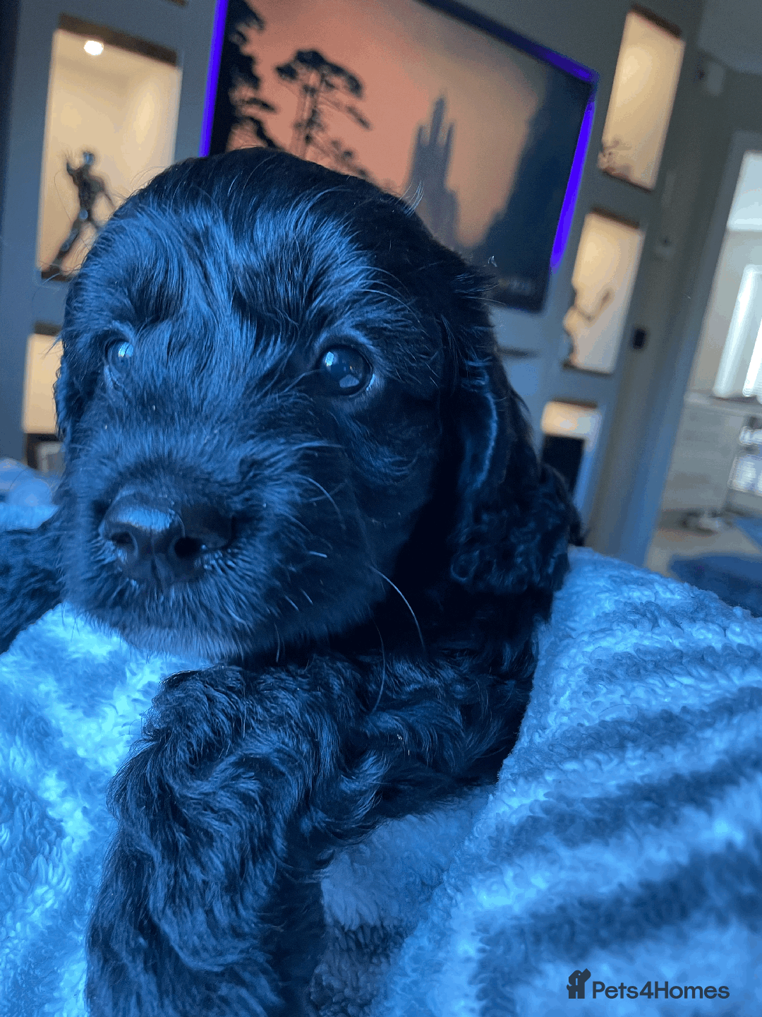 Cockapoo dogs for sale: Beautiful Thick coated Fluffy F1 Toy Cockapoo pups - Advert 15