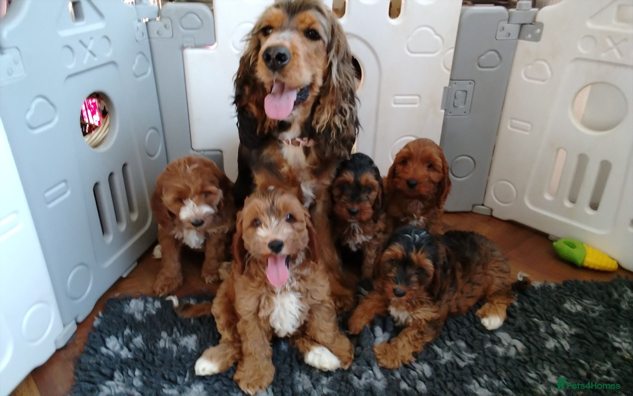 Cockapoo dogs Gorgeous F1 Cockapoos - Advert 2