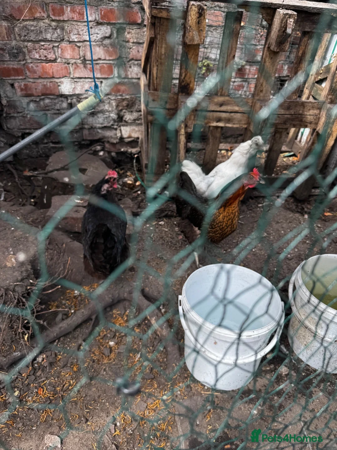 Chickens poultry for sale: Laying chickens x 3 - Advert 4