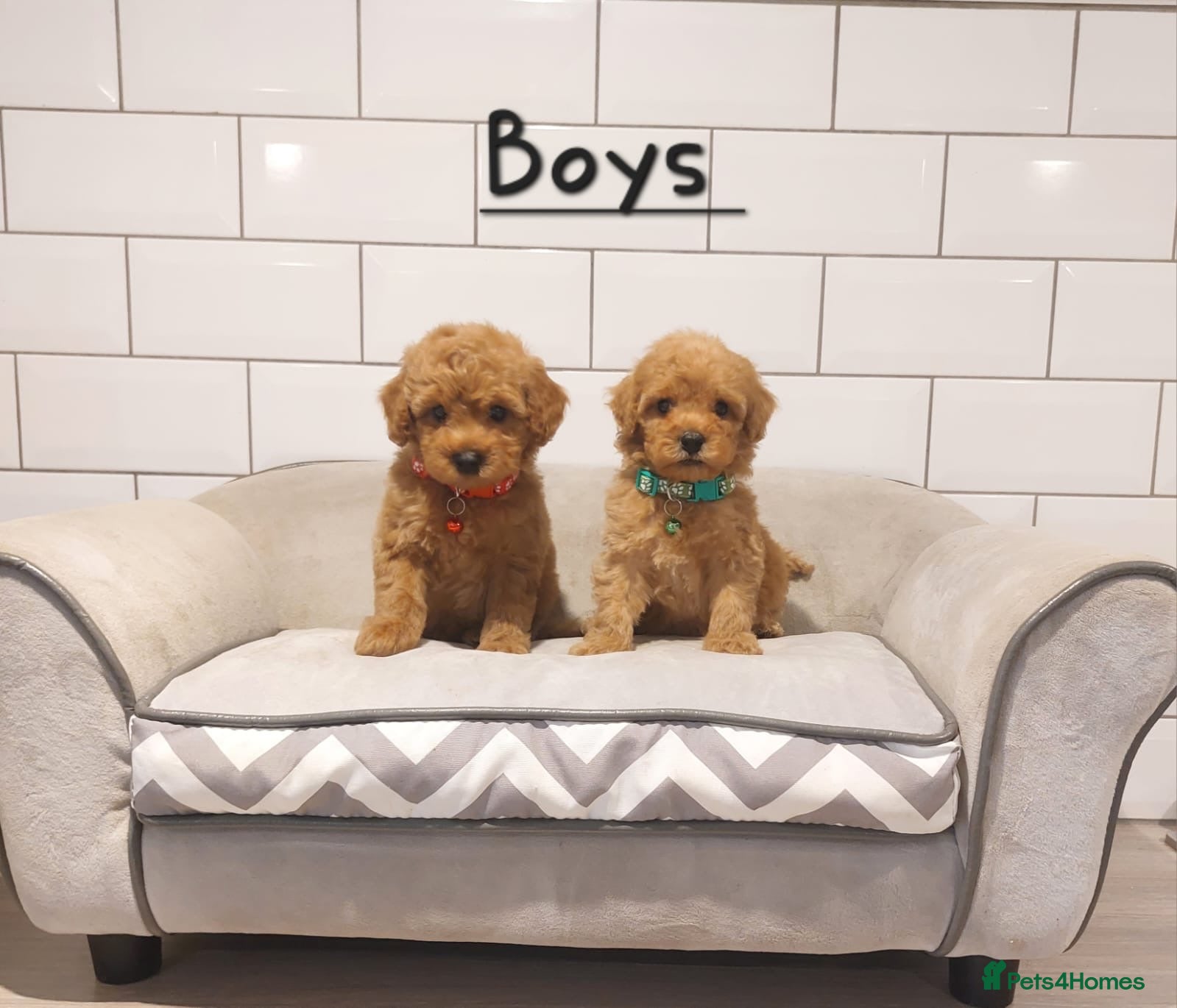 Cavapoochon dogs Cavapoochon puppies 🥰 - Advert 2
