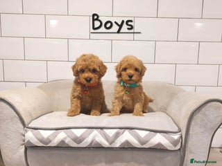 Cavachon dogs Cavapoochon puppies 🥰 - Advert 5