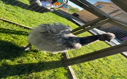 Chickens poultry for sale: Young silkies - 2 cockerels and one hen - Image 12