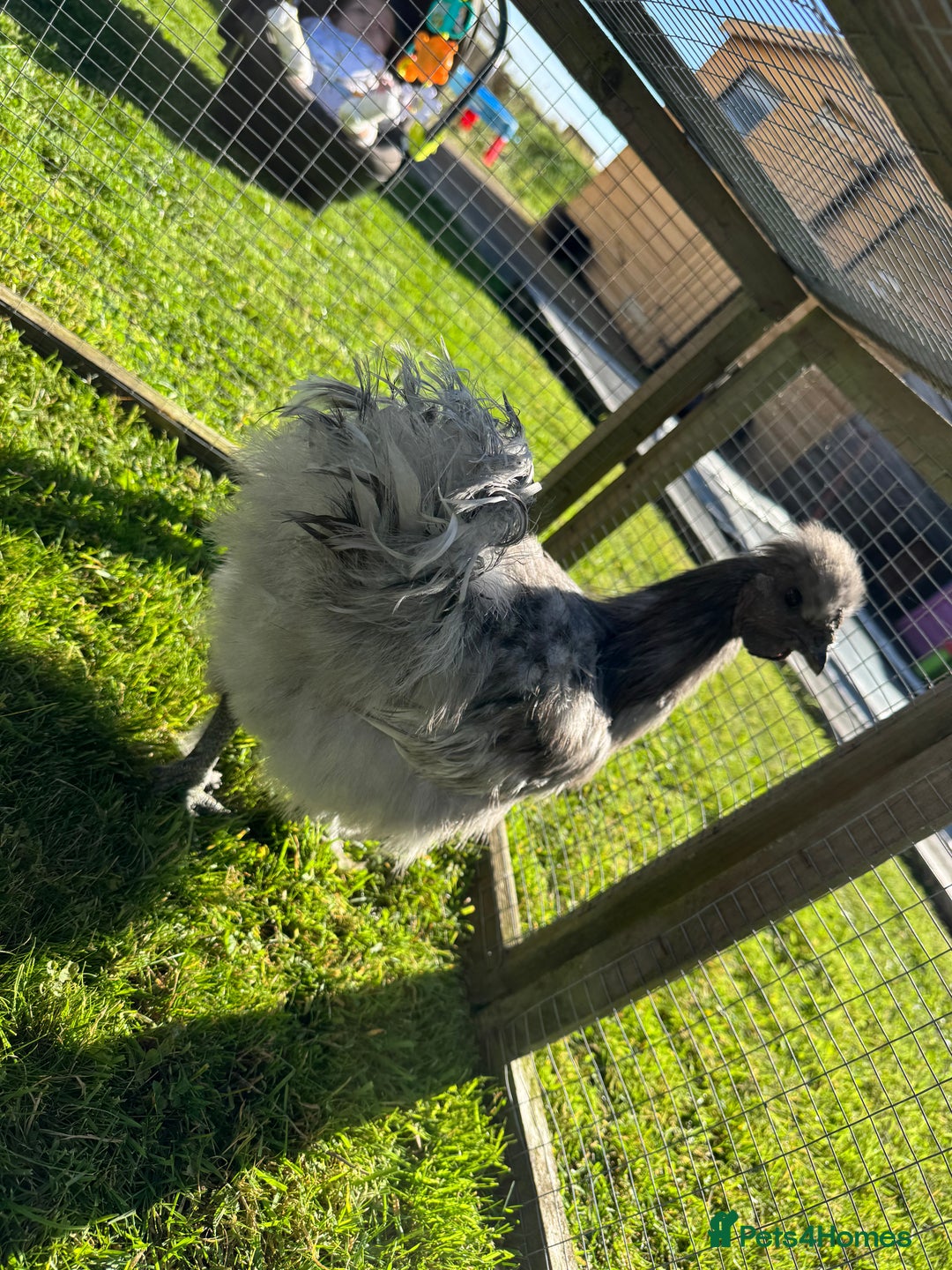 Chickens poultry for sale: Young silkies - 2 cockerels and one hen - Image 12