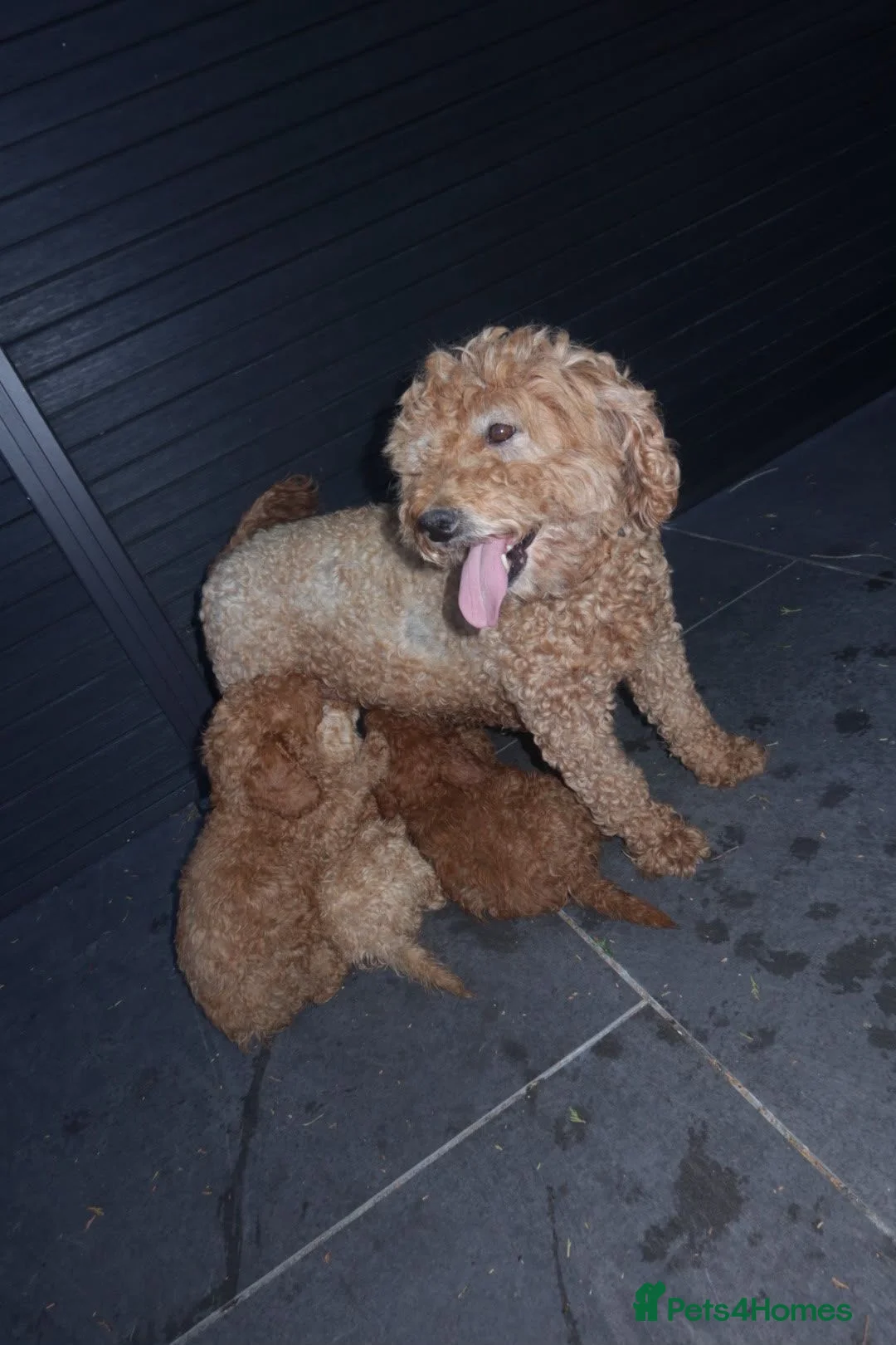 Cockapoo dogs for sale: Cockapoo puppies  in Staines - Advert 13
