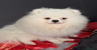 Pomeranian dogs - Advert 3