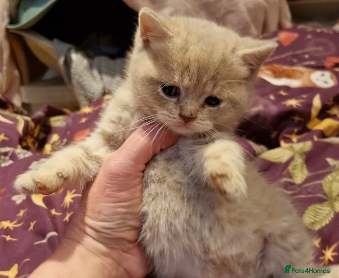 British Shorthair cats for sale: Blue & stripy, boys & girls ava British shorthairs in Eastbourne - Image 11