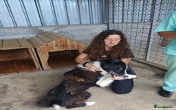 Mixed Breed dogs for adoption: Drummer, 6-7 yrs old. Available for adoption. - Image 4