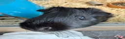 Guinea Pig rodents for sale: Male guinea pig  in Stockton-on-Tees - Advert 2