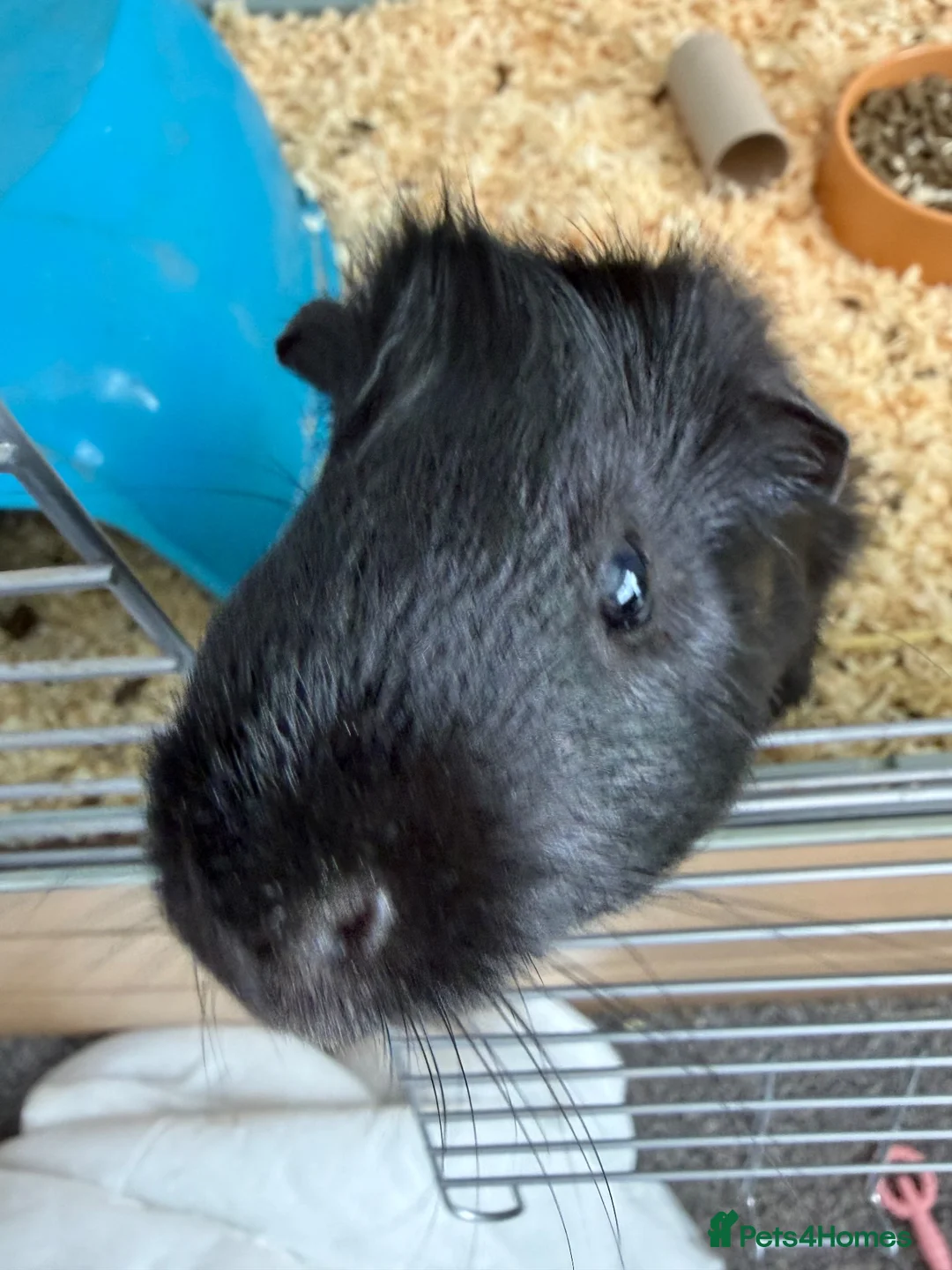 Guinea Pig rodents for sale: Male guinea pig  in Stockton-on-Tees - Advert 2