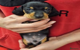 Miniature Dachshund dogs for sale: KC Registered Miniature Dachshund Puppies - Image 19