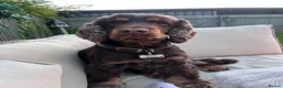 Cocker Spaniel dogs for stud: ⭐️ Incredible KC show cocker spaniel⭐️ - Advert 8