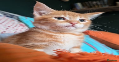 Mixed Breed cats - Advert 14