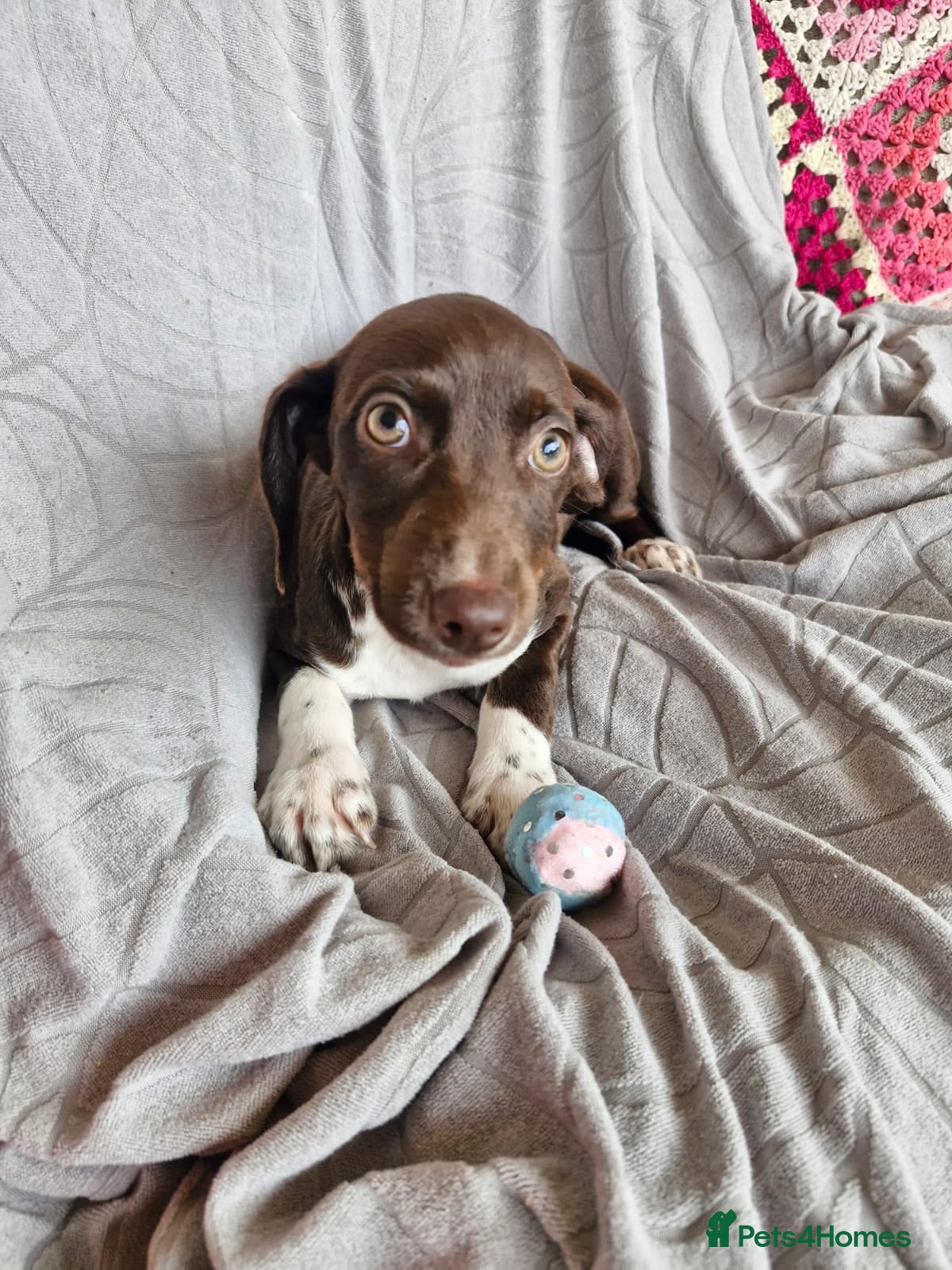 Mixed Breed dogs for adoption: ✨ LUNA IS READY FOR HER FOREVER HOME ✨ in Maidstone - Advert 4