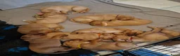 Labrador Retriever dogs for sale: Foxred labradors  in Royston - Advert 13