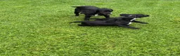 Sprocker dogs for sale: Two Black Sprockers - Advert 13
