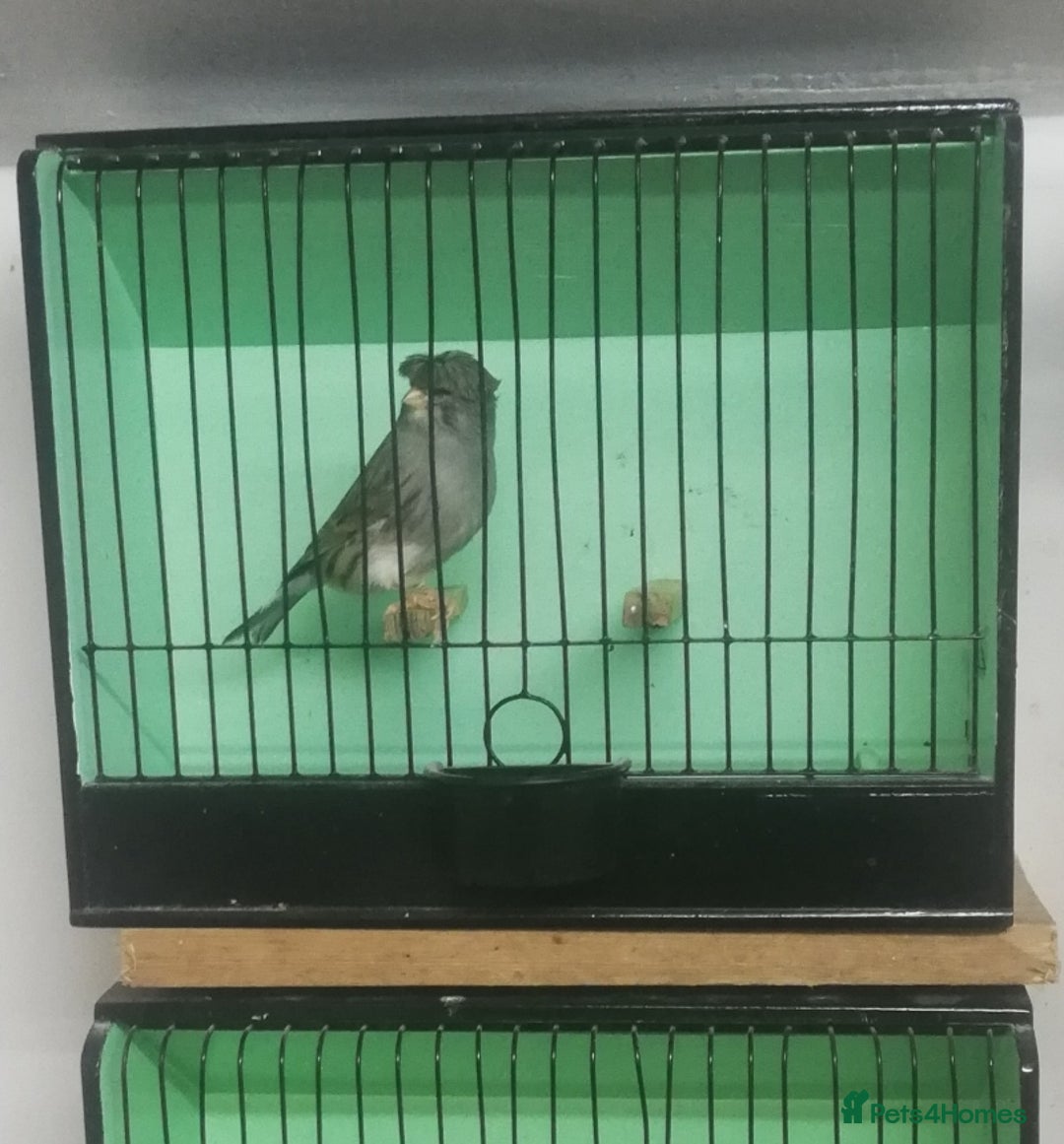 Canaries birds for sale: Canaries - Image 2