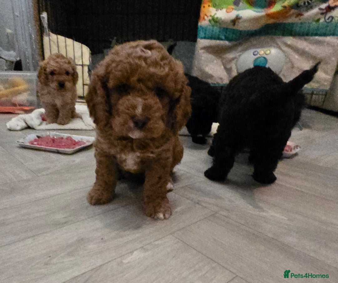 Cavapoo dogs for sale: Teddy bear cavapoo  - Advert 3