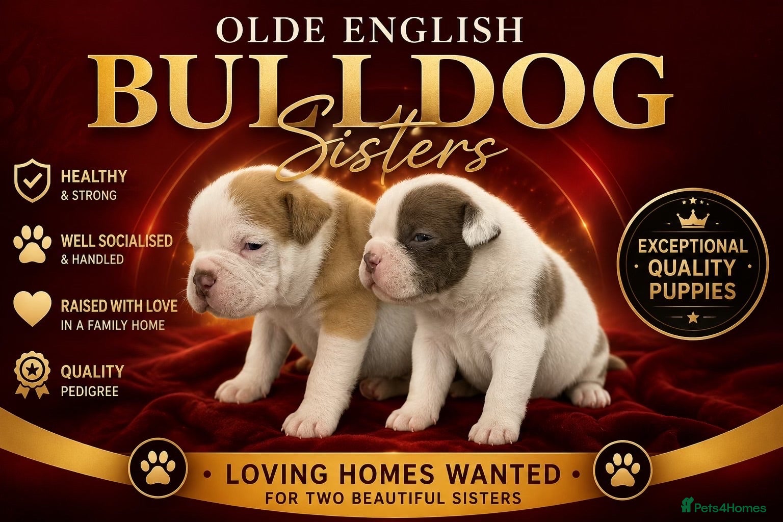 Old Tyme Bulldog dogs 23 years 5⭐️licensed Registered Breeder.  - Advert 2