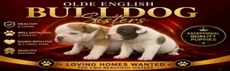 Old Tyme Bulldog dogs for sale: 23 years 5⭐️licensed Registered Breeder.  - Advert 1