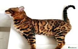 Bengal cats for stud: Stunning Proven TICA Pedigree Bengal Stud Hibiki in Durham - Image 1